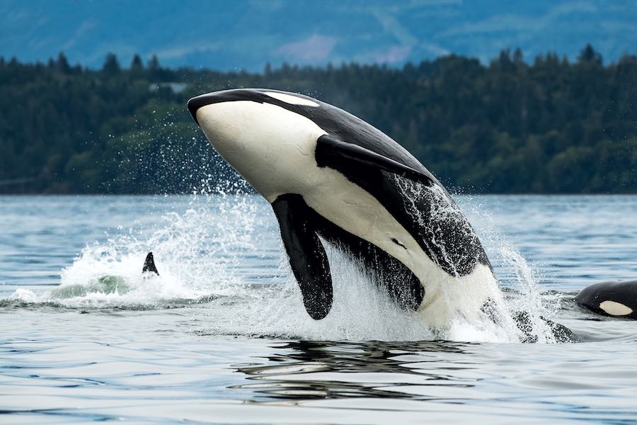 Whale Watching Port Hardy
